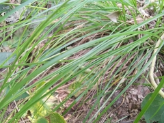 Carex dispalata