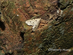 Metaemene atrigutta maculata