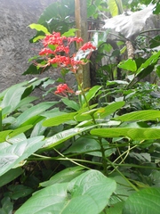 Clerodendrum speciosissimum