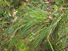 Carex dispalata
