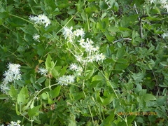 Clematis pauciflora