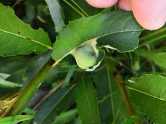 Euura pustulator