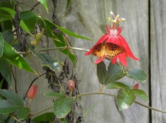 Passiflora