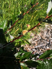 Euura pustulator