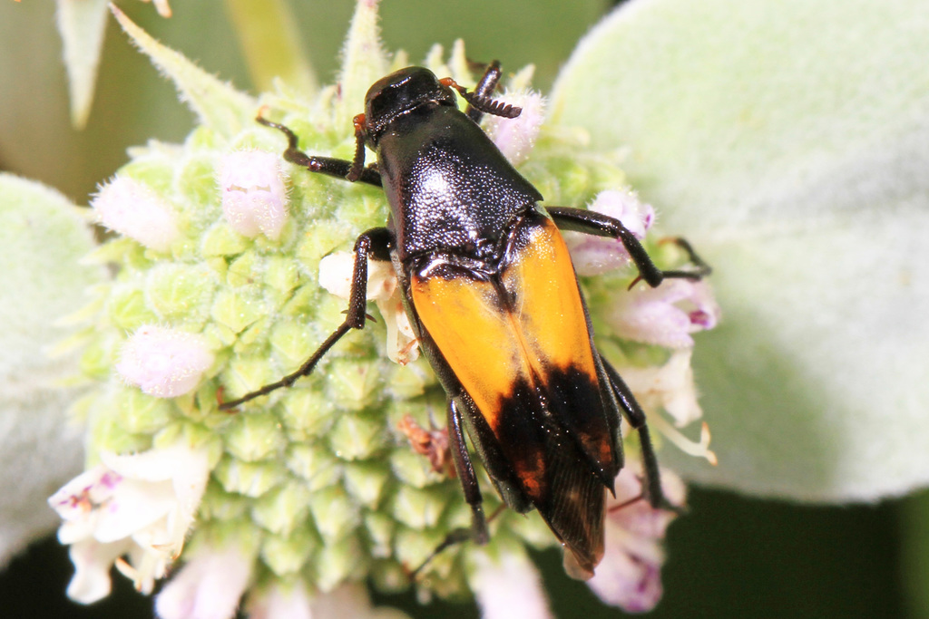 Macrosiagon