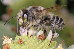 Litomegachile