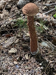 Aureoboletus russellii