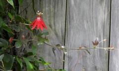 Passiflora