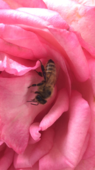 Apis mellifera
