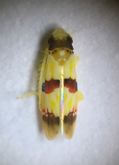 Erythroneura integra