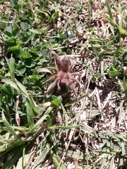 Homoeomma uruguayense