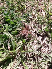 Homoeomma uruguayense