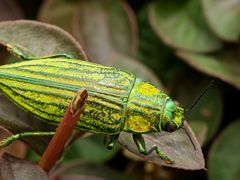 Chrysodema radians