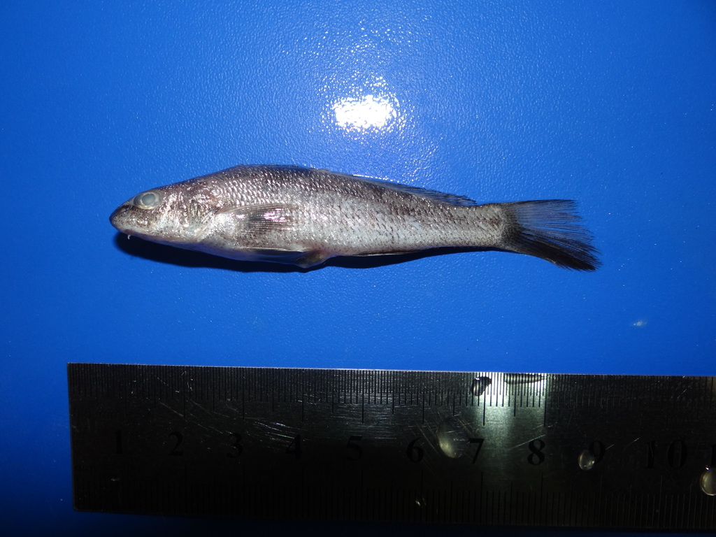 Berrugato real (Menticirrhus nasus) — Sciaenidae