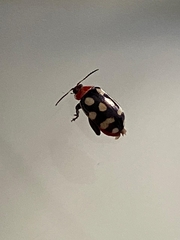 Alagoasa trifasciata