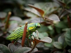 Chrysodema radians