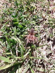 Homoeomma uruguayense