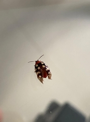 Alagoasa trifasciata