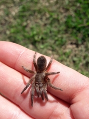 Homoeomma uruguayense