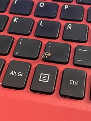 Alagoasa trifasciata