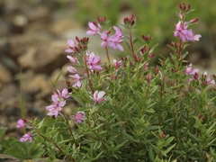 Chamaenerion colchicum