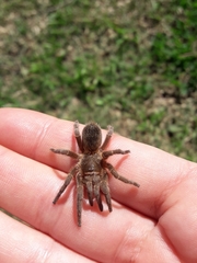 Homoeomma uruguayense