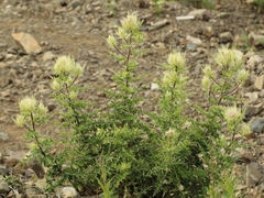 Cirsium obvallatum