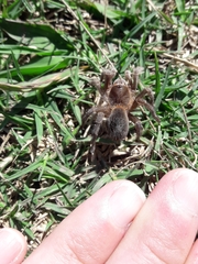 Homoeomma uruguayense