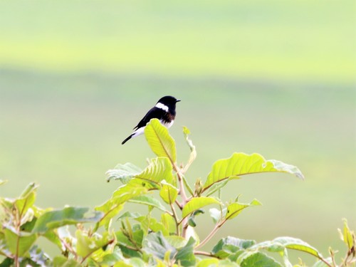 African Stonechat