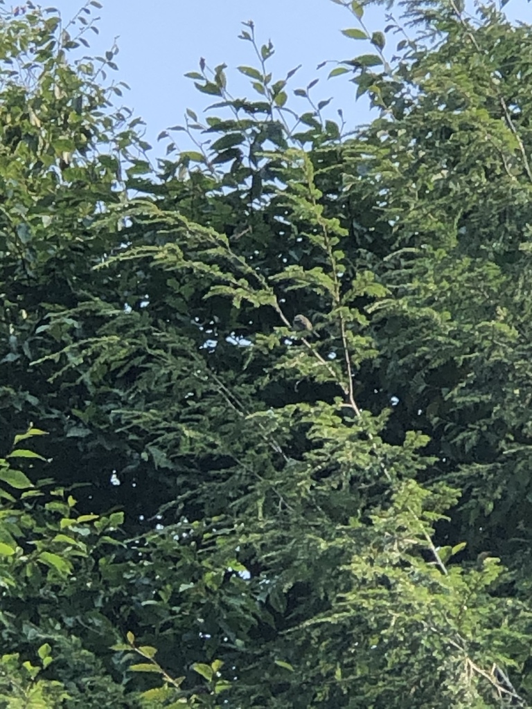 Birds from muncy valley pa us on august 27 2020 at 10 21 am by