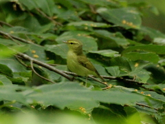 Phylloscopus nitidus