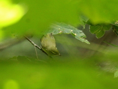 Phylloscopus nitidus