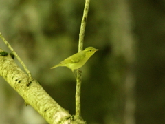 Phylloscopus nitidus