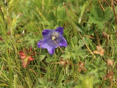 Campanula tridentata