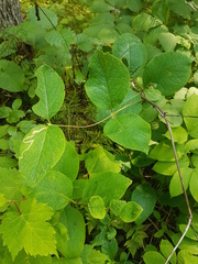 Lonicera hirsuta