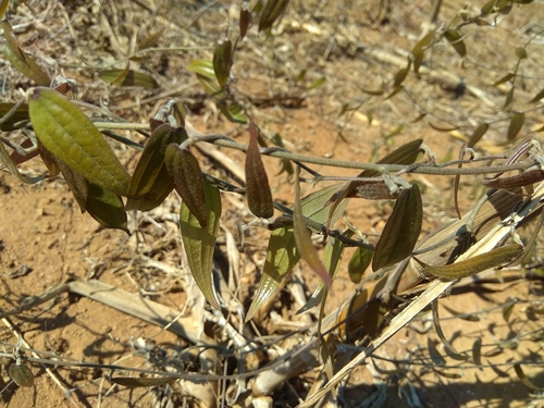 Dioscorea soso image