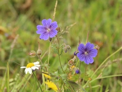 Geranium gymnocaulon