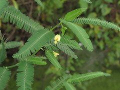 Aeschynomene indica