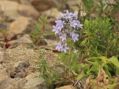 Campanula lactiflora