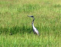 Ardea melanocephala