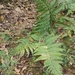 Dryopteris fuscipes - Photo (c) MP Zhou, some rights reserved (CC BY-NC), uploaded by MP Zhou