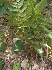 Dryopteris fuscipes