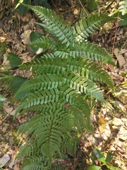 Dryopteris fuscipes