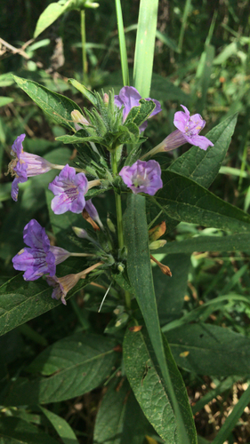 limestone wild petunia (Ruellia strepens)
