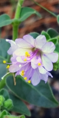 Mirabilis comata