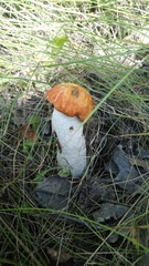 Leccinum albostipitatum