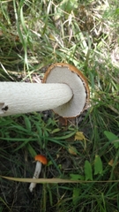 Leccinum albostipitatum