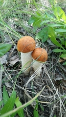 Leccinum albostipitatum