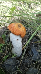 Leccinum albostipitatum