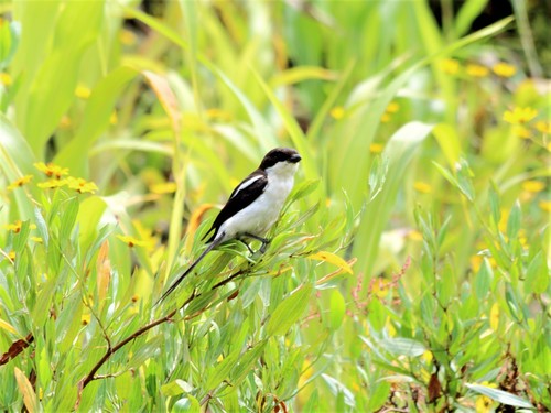 Northern Fiscal